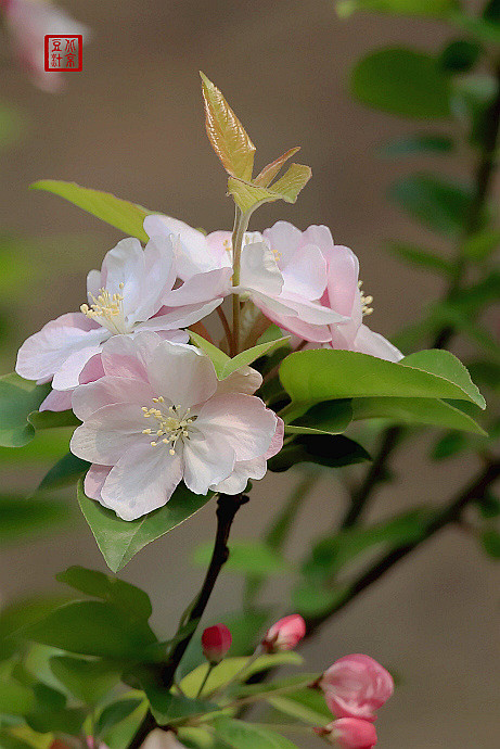 小区里的海棠花