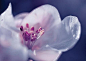 #花#