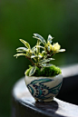 mame bonsai 豆盆栽 | Beautiful Japanese Style #摄影师# #美景#
