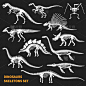 黑板,恐龙,符号,动物骨骼,白色,自然,禽龙,三叠系,翼龙目,布置