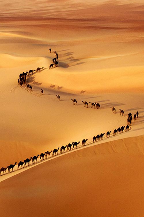  » Camel train ~ By ...