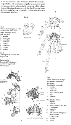 aninini采集到Struttura Uomo 人体结构