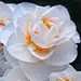 青湘