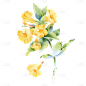 手绘水彩黄色花朵花卉元素