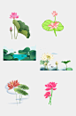 荷花 莲花