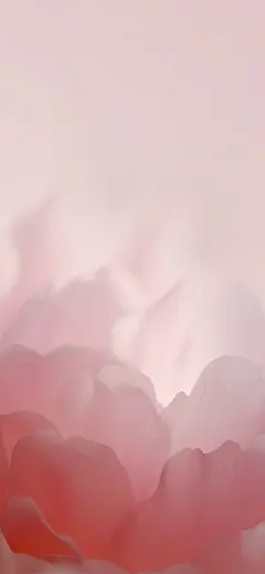 在今年春天拍的花里选了几张个人觉得适合做手机壁纸的图整了一下，2688*1242，应该所有手机都能用了自用就好 ​​​​