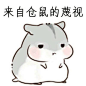 来自仓鼠的蔑视 - 可爱的仓鼠表情包 - 斗图表情