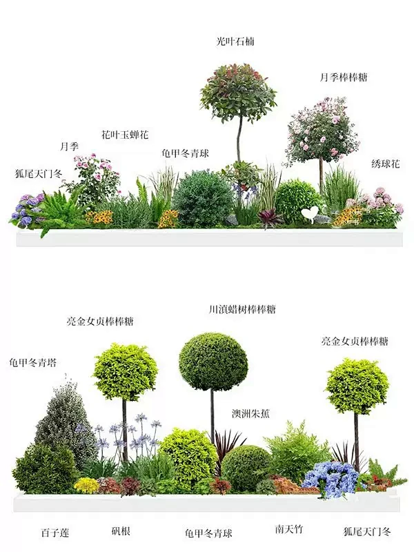 花镜绿植亮晶女贞棒棒糖庭院植物设计搭配别墅造景造型树佛甲草苗-淘宝网-花瓣网