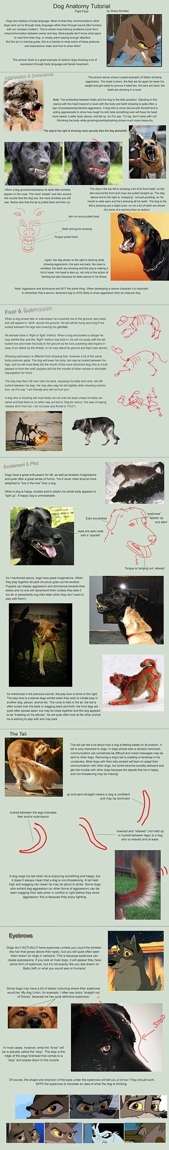 dog_anatomy_tutorial...