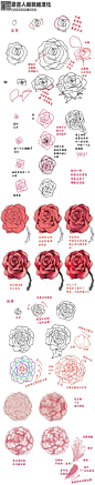 【玫瑰&牡丹】两种花的画法，注意两种花以及花瓣的形态上的区别。第5P长条图备用。（via：kelpls）