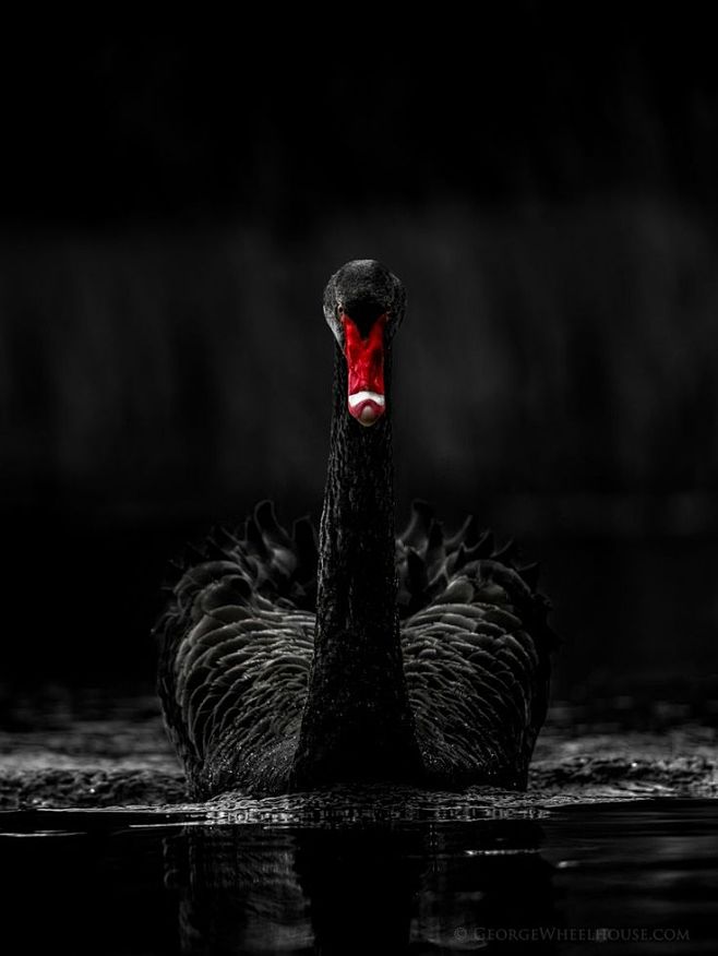 Black Swan