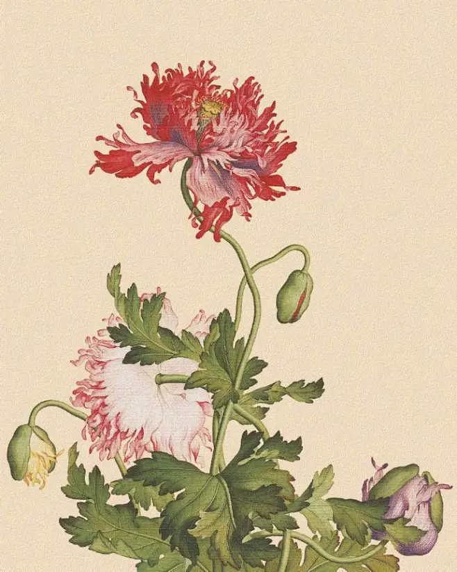 郎世宁的工笔画-花瓣网