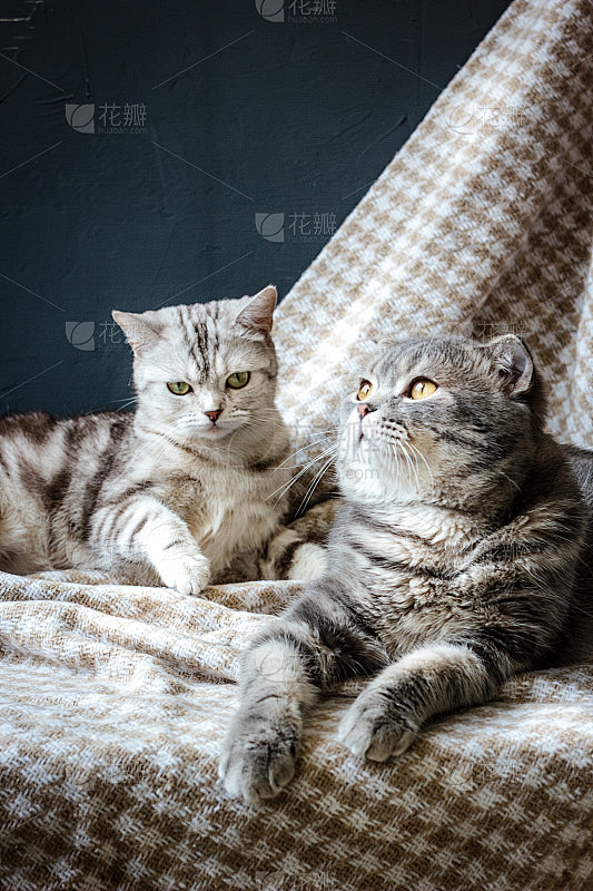 两只猫的家庭