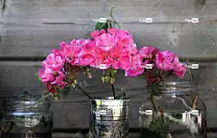 花 康乃馨 丁香粉红色 粉色的 开花 盛开 丁香 花壁纸 植物