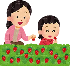 父母和孩子开心采摘草莓 卡通 插画 免扣 素材 手绘 png