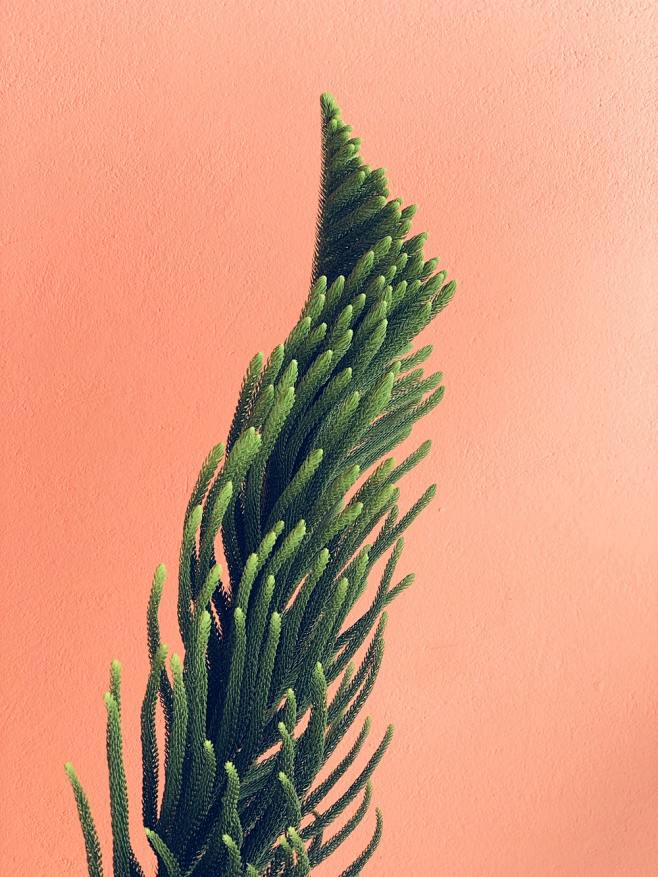Mobile Photography |...