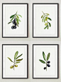Black Olive Fine Art Print Set 4 Green Olive Watercolor Painting, Kitchen Art Print Women Gift Idea Food Decoration Olives Restaurant Poster: