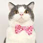 @catinberlin on Instagram: “Happy Caturday!”
猫、喵星人、英短、英国短毛猫