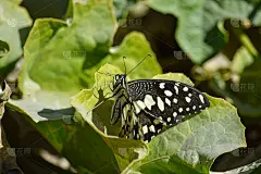 绿草植物叶子上的帝王蝶。近距离昆虫野生动物自然背景壁纸照片