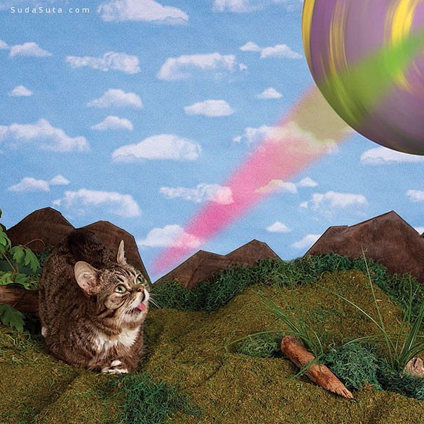 吐舌头的爱因斯坦猫 猫 幽默 宠物摄影 ...