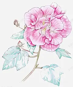 手绘木芙蓉高清素材 页面网页 平面电商 创意素材 png素材