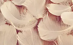 唯美羽毛高清壁纸桌面