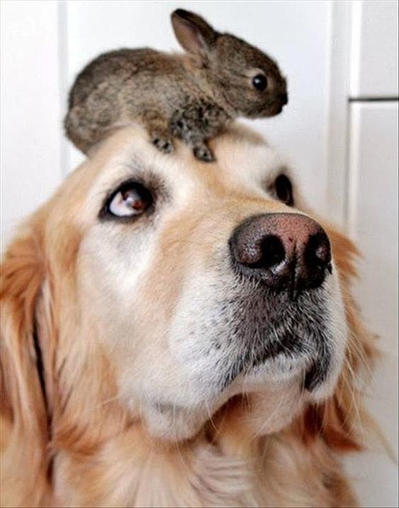 bunny-on-dogs-head: 