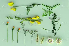 平铺着几株野花和绿色植物，以春季和夏季植物园为背景