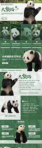 熊猫介绍PPt-源文件