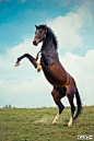 Trakehner stallion Бродвей (Broadway) | poses inspirations a.k.a. e...