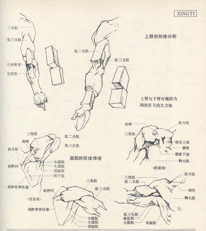 人体造型基础—— 人体形体结构的分解与组...