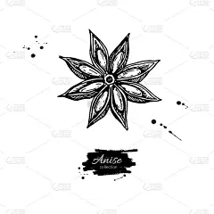 八角星矢量绘图。手绘草图。季节性食物插图孤立在白色。