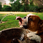 Boxers Love Water! | Cutest Paw