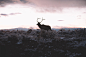 Elk grazing through a meadow in the Grand Tetons. by Alex Bailey on 500px