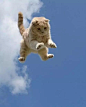 日本，有一本非常火爆的猫咪写真集——《飞行猫》
