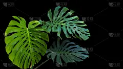 大绿叶竹或裂叶竹竹(竹竹竹属)是一种生长在野外的热带叶类植物，背景为黑色。