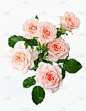束玫瑰鲜花在白色背景上