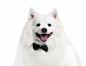 狗