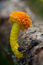 ˚Rainforest Fungi