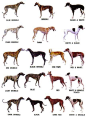 Google Image Result for http://www.glohw.com/wp-content/uploads/greyhound-colour-chart.jpg: 
