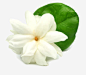 绽放的花朵高清素材 栀子花 白色 绿色 免抠png 设计图片 免费下载