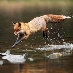 梳芒mollyOvO采集到狐狸