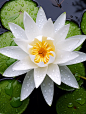 29世界各国国花系列|白睡莲花~孟加拉国
