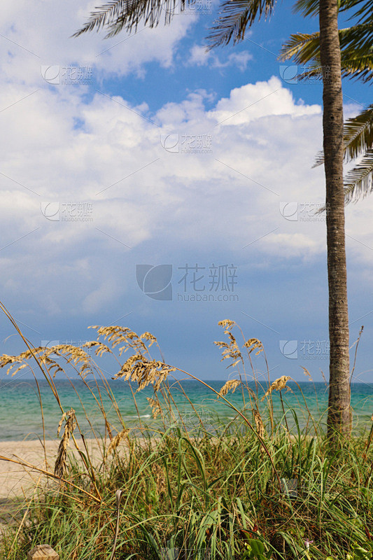 特写,滨草,棕榈树,海浪,海岸线,夏天,天空,晴朗,沙子,自然