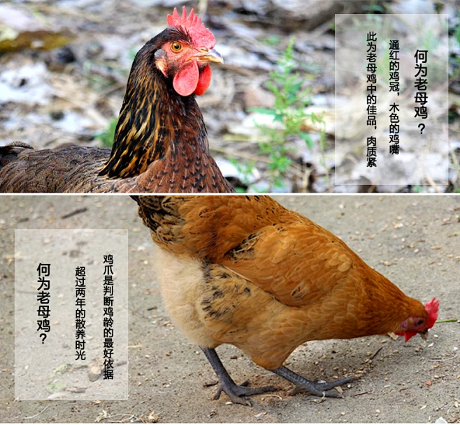 农家散养土鸡正宗2年老母鸡 老鸡苏北柴鸡草鸡活鸡现杀顺丰包邮-tmall.com天猫-花瓣网