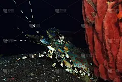 巨大的龙虾。