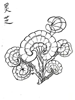 《本草纲目》线稿