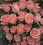 粉色 玫瑰花束