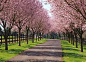 A driveway lined with cherry trees is my equivalent of ocean views. A few magnolias thrown in would be delightful as well.: 