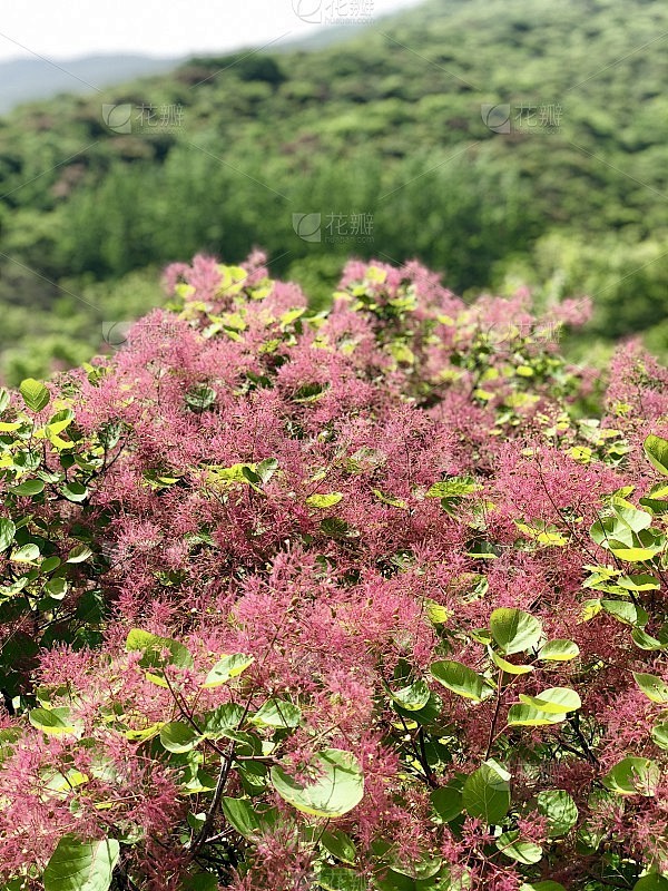 黄栌花(普通烟树)